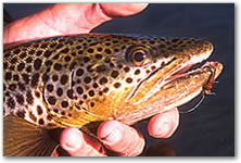 Nice brown trout are found in the smaller streams once they leave the Wind Rivers.